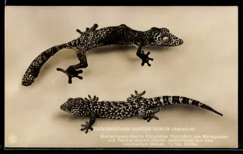 AK Berlin, Zoologischer Garten, Breitschwanz-Gecko aus Madagaskar und Panther-Gecko aus dem malaiischen Gebiet