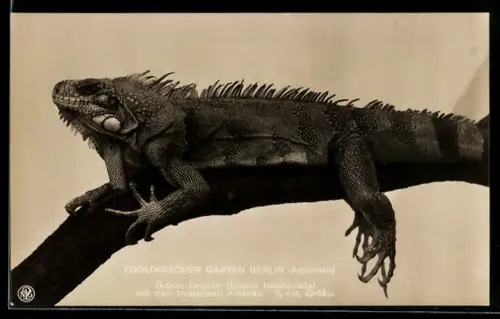 AK Berlin, Zoologischer Garten, Aquarium, Grüner Leguan aus Amerika, Iguana tuberculata