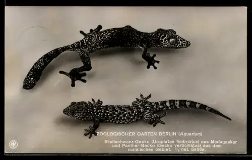 AK Berlin, Zoologischer Garten, Breitschwanz-Gecko aus Madagaskar und Panther-Gecko aus dem malaiischen Gebiet
