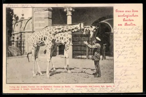 AK Berlin, Giraffen im Zoo