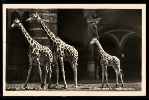 AK Zoologischer Garten Berlin, Giraffen im Aussengehege