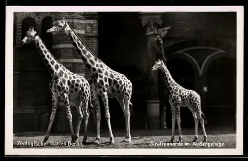 AK Zoologischer Garten Berlin, Giraffen im Aussengehege