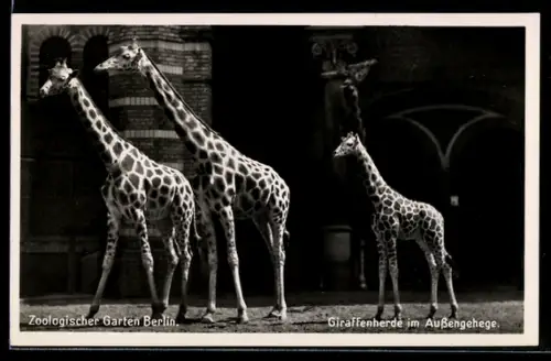 AK Zoologischer Garten Berlin, Giraffen im Aussengehege
