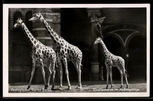 AK Zoologischer Garten Berlin, Giraffen im Aussengehege