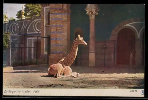AK Berlin, Zoologischer Garten, Giraffe im Aussengehege vor einem Gebäude