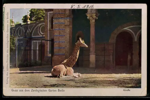 AK Berlin, Giraffe im Zoologischen Garten