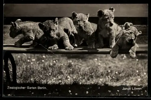 AK Berlin, Zoologischer Garten, Junge Löwen auf einer Bank im Sonnenschein