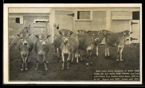 AK Jüngst verkaufte Kuh-Kälber der Hood Farm Pogos und Hood Form Torono
