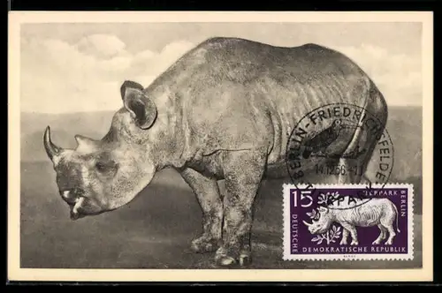 Maximum-AK Berlin, Nashorn im Tierpark