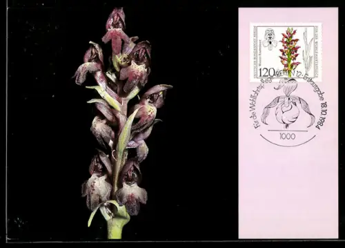 Maximum-AK Wanzen-Knabenkraut in voller Blüte