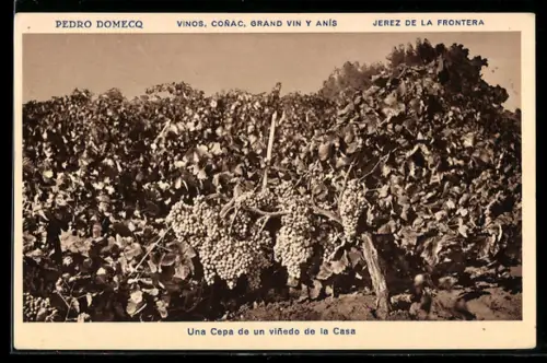 AK Jerez de la Frontera, Una Cepa de un viñedo de la Casa, Pedro Domecq Vinos