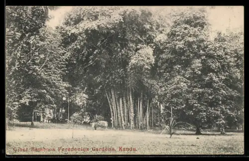 AK Kandy, Giant Bamboos Peradeniya Gardens