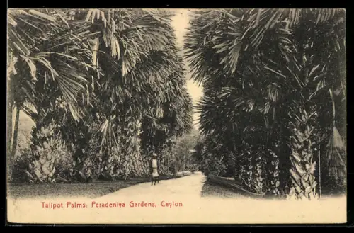 AK Ceylon, Peradeniya Gardens, Talipot Palms