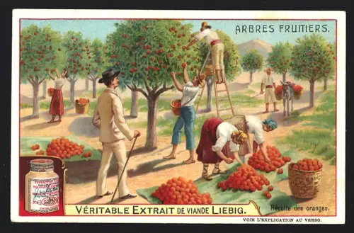 6 Sammelbilder Liebig, Serie Nr. 878: Arbres Fruitiers, Récolte des olives, Récolte des bananes, Récolte des dattes