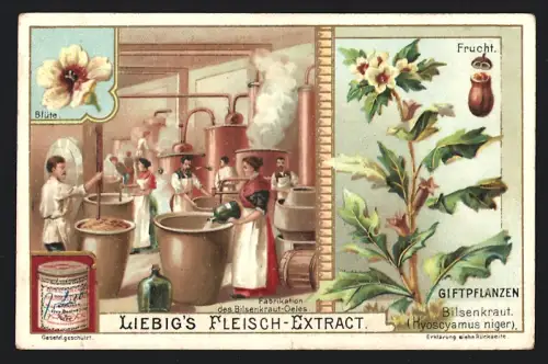 6 Sammelbilder Liebig, Serie Nr. 792: Giftpflanzen, Schwarze Nieswurz, Fingerhut, Sturmhut, Herbstzeitlose, Seidelbast