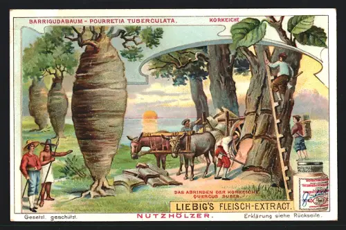 6 Sammelbilder Liebig, Serie Nr. 820: Nutzhölzer, Fieberrindenbaum, Gummibaum, Barrigudabaum