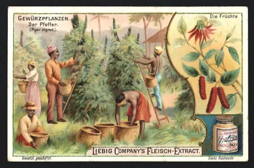 6 Sammelbilder Liebig, Serie Nr. 700: Gewürzpflanzen, Vanille, Muskatnuss, Gewürznelke