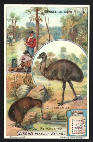 6 Sammelbilder Liebig, Serie Nr. 946: Vögel, die nicht fliegen, Riesenpinguin, Eulenpapagei, Dodo, Riesenalk, Kiwi