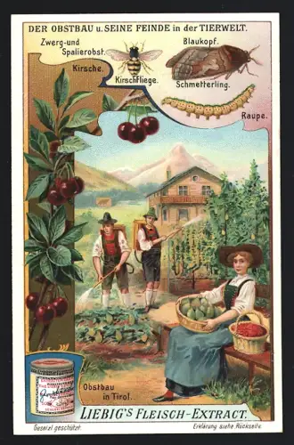 6 Sammelbilder Liebig, Serie Nr. 931: Der Obstbau und seine Feinde in der Tierwelt, Weinbau, Buschobst, Baumobst