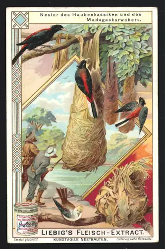 6 Sammelbilder Liebig, Serie Nr. 798: Kunstvolle Nestbauten, Beutelmeise, Kolibri, Töpfervogel, Klecho, Goldweber