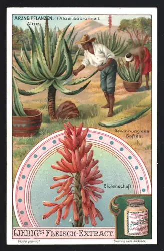 6 Sammelbilder Liebig, Serie Nr. 906: Arzneipflanzen, Rhabarber, Chinarindenbaum, Kampfer, Safran, Ricinus, Aloe
