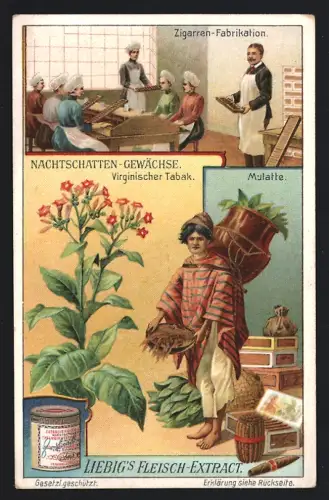 Sammelbild Liebig, Nachtschatten-Gewächse, Virginischer Tabak, Zigarrenfabrikation