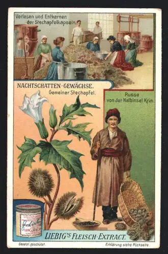 Sammelbild Liebig, Nachtschatten-Gewächse, Gemeiner Stechapfel, Russe von der Halbinsel Krim, Verlesen d. Kapseln