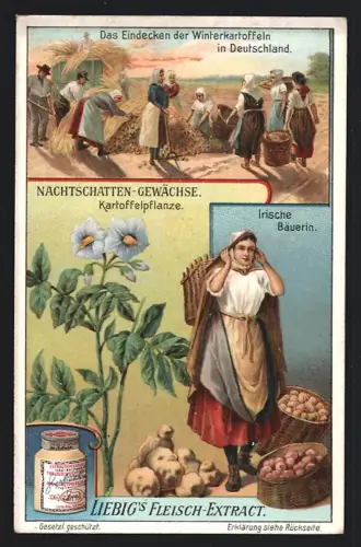 Sammelbild Liebig, Nachtschatten-Gewächse, Kartoffelpflanze, Eindecken der Winterkartoffeln, Irische Bäuerin