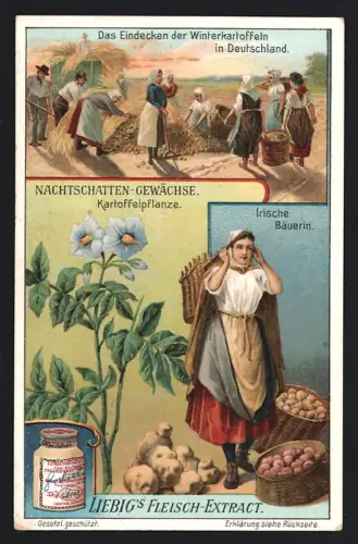 Sammelbild Liebig, Nachtschatten-Gewächse, Kartoffelpflanze, Irische Bäuerin, Eindecken der Winterkartoffeln