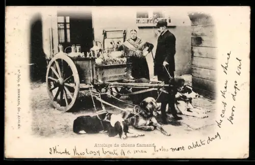 AK Attelage de chiens flamand