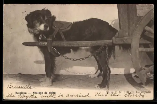 AK Belgique, Attelage de chien