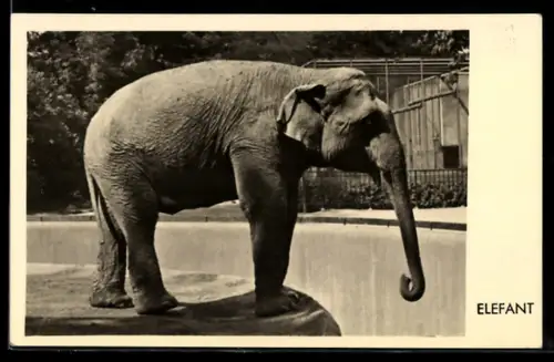 AK Indischer Elefant in einem Aussengehege mit Graben