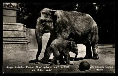 AK Berlin, Zoologischer Garten, Elefant Orje mit Mutter Aida im Freigehege, Ball