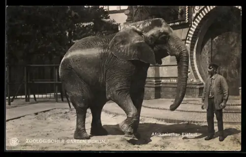 AK Berlin, Afrikanischer Elefant mit Wärter im Zoologischen Garten