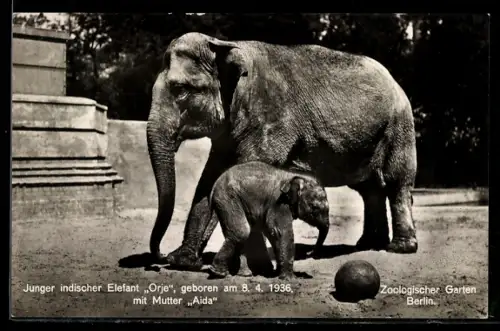 AK Berlin, Zoologischer Garten, junger indischer Elefant Orje mit Mutter Aida