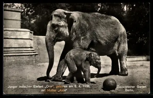 AK Berlin, Zoologischer Garten, junger indischer Elefant Orje mit Mutter Aida