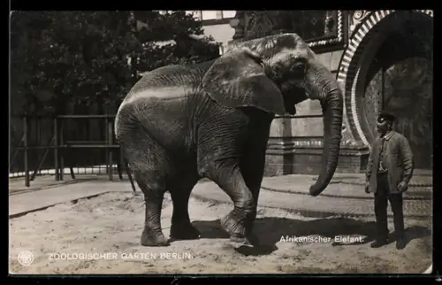 AK Berlin, Zoologischer Garten, Afrikanischer Elefant