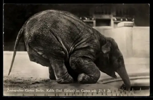 AK Berlin, Zoologischer Garten, Indischer Elefant Kalifa