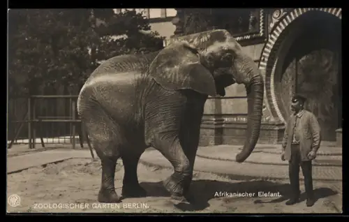 AK Berlin, Zoologischer Garten, Afrikanischer Elefant