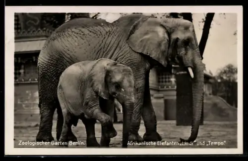 AK Berlin, Zoologischer Garten, Afrikanische Elefanten Lindi und Tempo