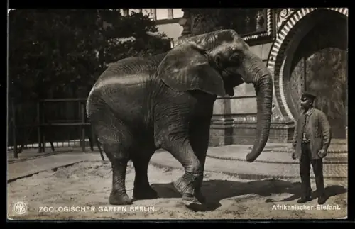 AK Berlin, Afrikanischer Elefant mit Wärter im Zoologischen Garten