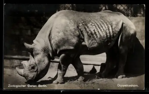 AK Berlin, Zoologischer Garten, Doppelnashorn