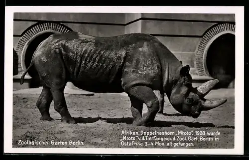 AK Zoologischer Garten Berlin, Afrikan. Doppelnashorn Mtoto
