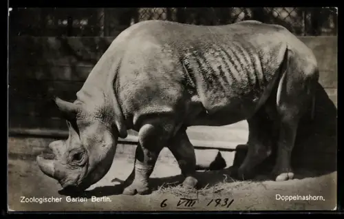 AK Berlin, Zoologischer Garten, Doppelnashorn