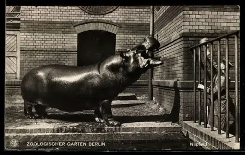 AK Berlin, Zoologischer Garten, Nilpferd und Wärter