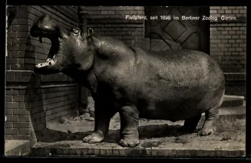AK Berlin, Älteres Flusspferd mit geöffnetem Maul im Zoo