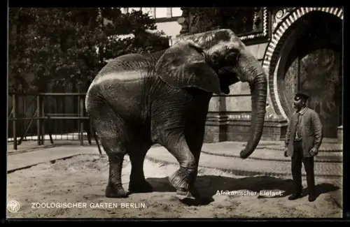 AK Berlin, Afrikanischer Elefant und Wärter, Zoologischer Garten