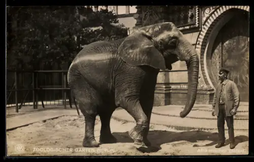 AK Berlin, Zoologischer Garten, Afrikanischer Elefant