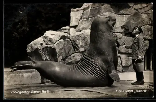 AK Berlin, Zoologischer Garten, See-Elefant Roland und Wärter