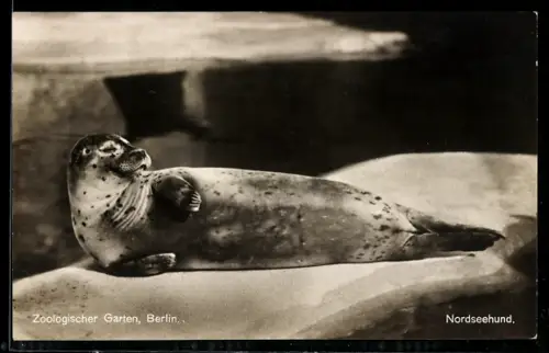 AK Berlin, Zoologischer Garten, Nordseehund